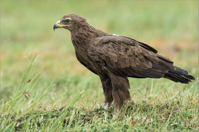 Малый подорлик - Aquila pomarina