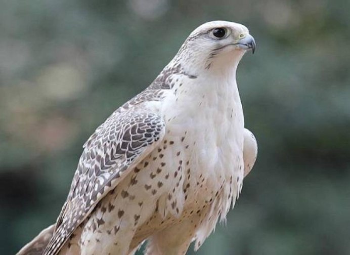 Кречет Falco rusticolus