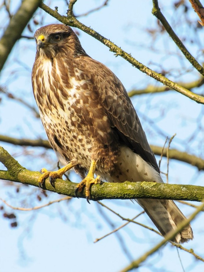 Обыкновенный канюк Buteo Buteo