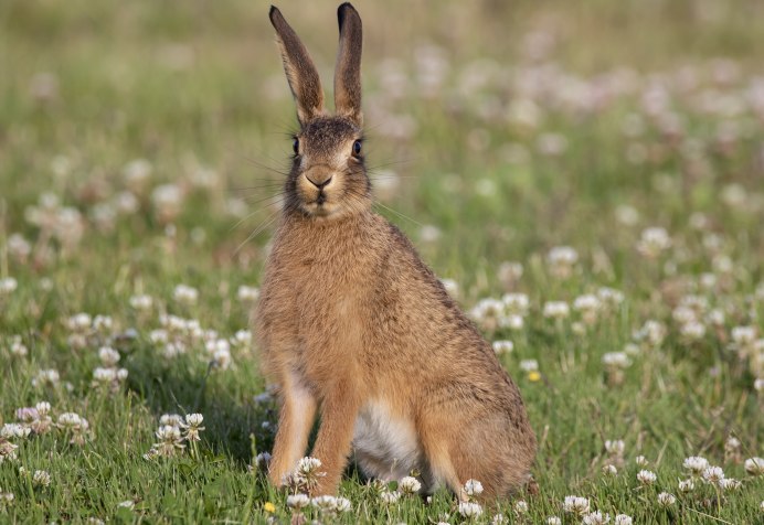Заяц Русак (Lepus europaeus)