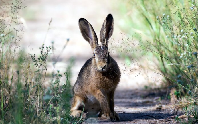 Заяц Русак (Lepus europaeus)