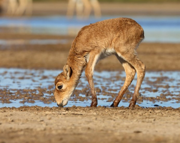 Сайгак Saiga tatarica