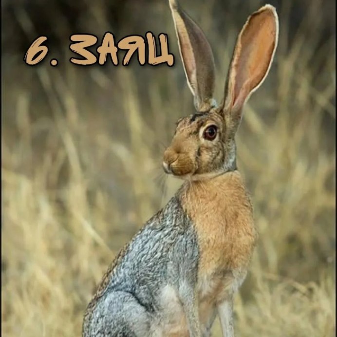 Сайгаки в Калмыкии