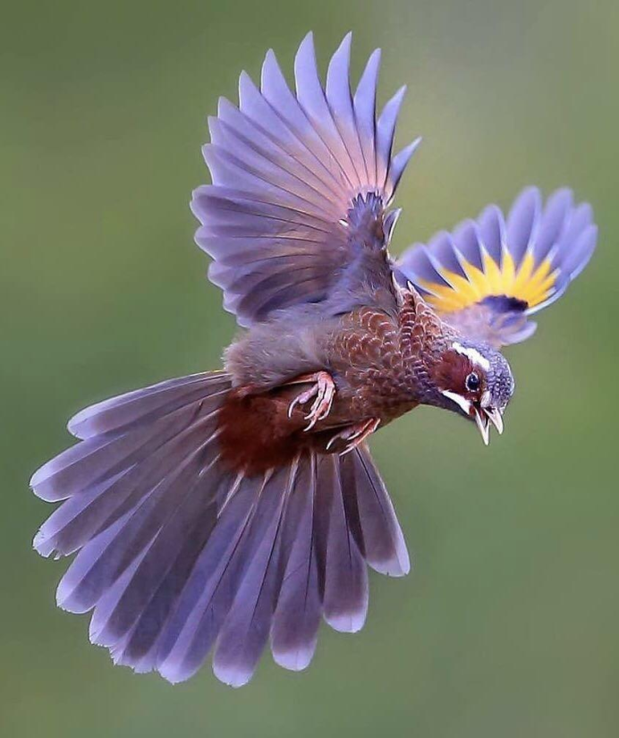 Птица в полете