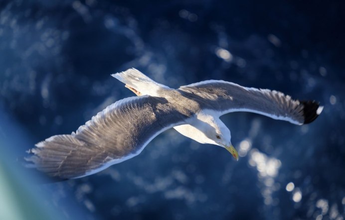 Альбатрос и Чайка