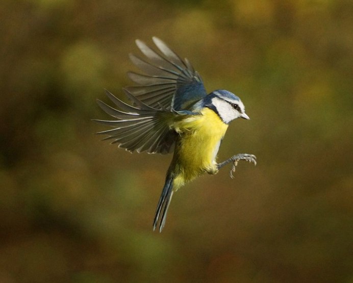Иволга в полете