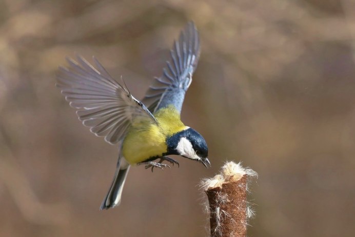 Синица лазоревка в полете