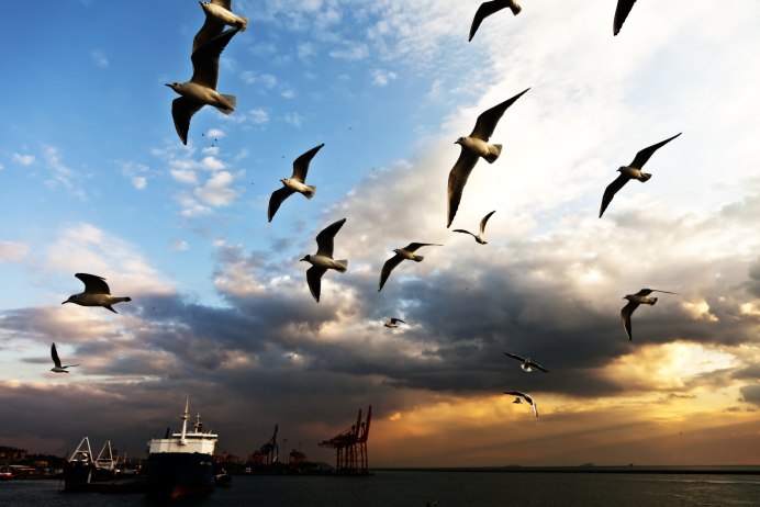 Птица взлетает