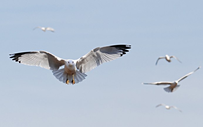 Полет птицы