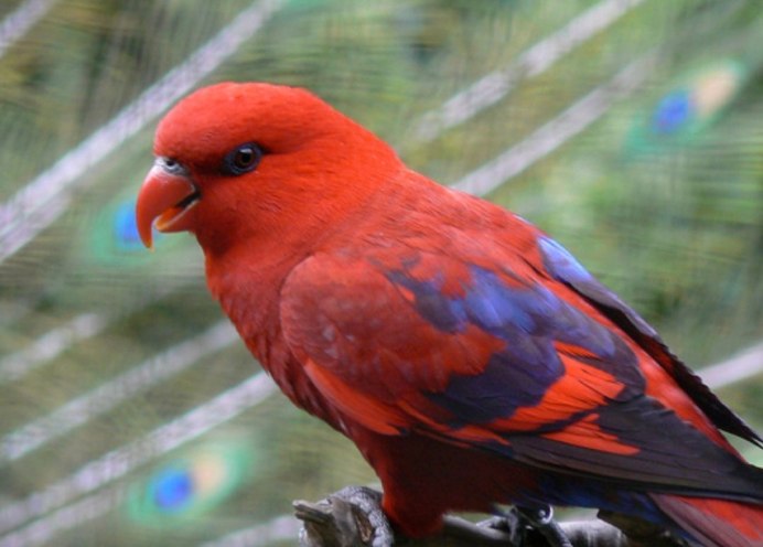 Красный попугай Lorikeet