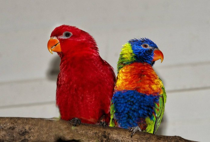 Красный попугай Lorikeet