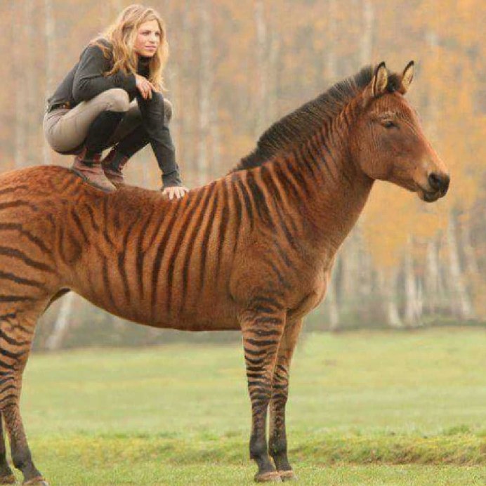 Аппалуза чубарая