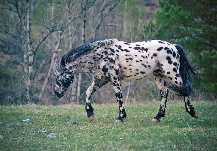 Bay Brindle Horse
