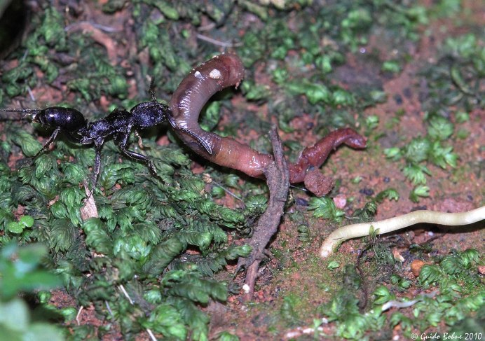 Lumbricus terrestris обыкновенный дождевой червь