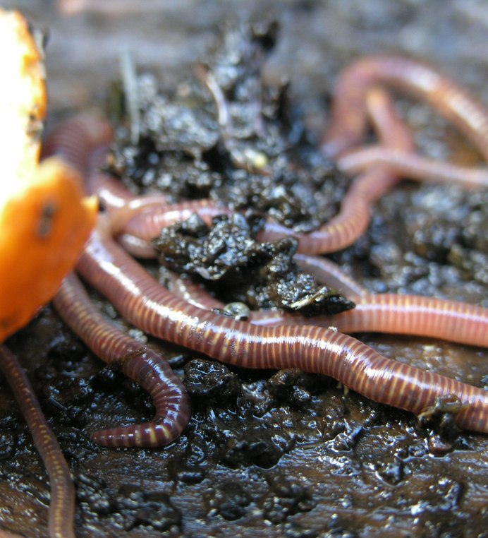 Червь Земляной (Lumbricus terrestris)