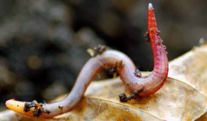 Allolobophora caliginosa Пашенный червь