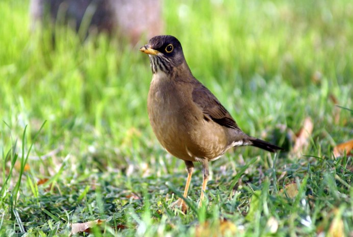 Turdus Merula самка