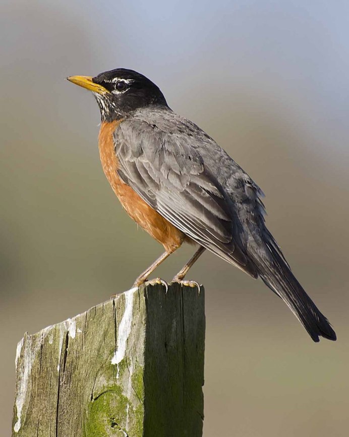 Turdus simillimus