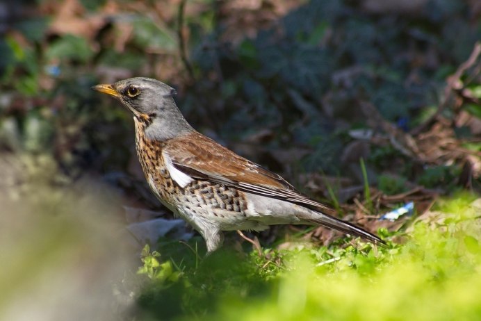 Turdus Merula самка