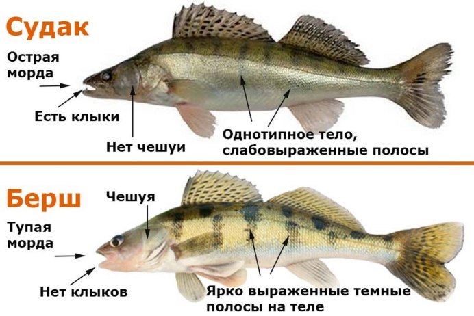 Берш и Судак разница