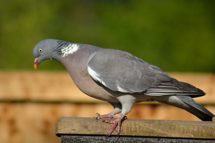 Сизый голубь (Columba Livia)