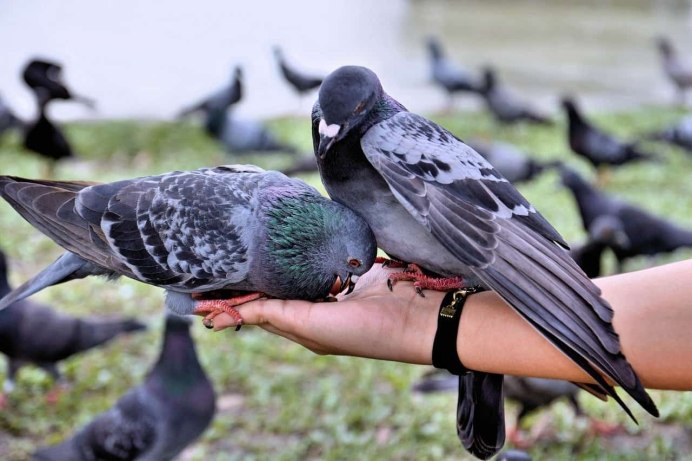Сизый голубь (Columba Livia)