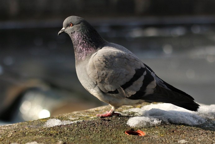 Голубь Columba palumbus