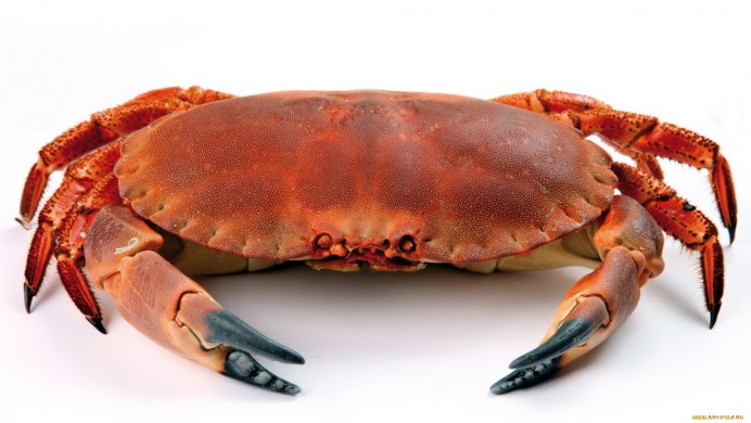 Мантис морепродукт