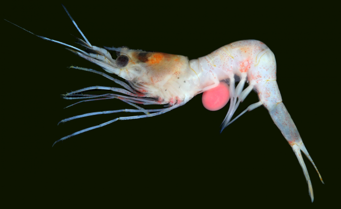 Cherax boesemani