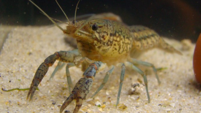 Cambarellus montezumae