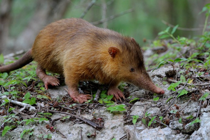 Solenodon paradoxus