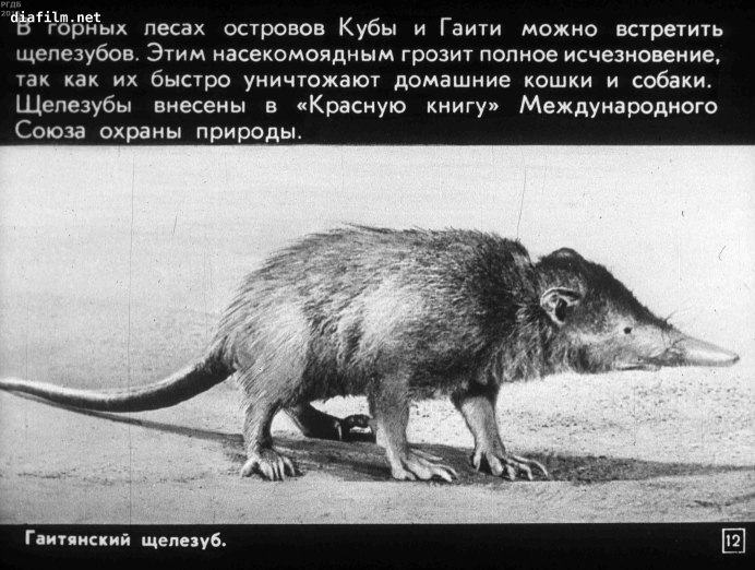 Цепкохвостая хутия