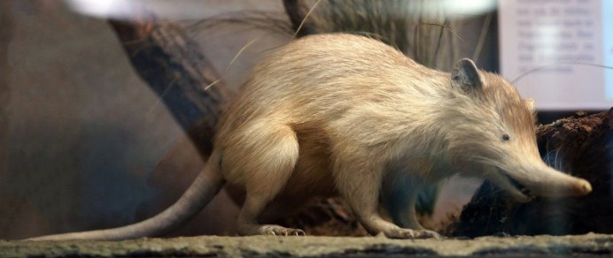 Hispaniolan Solenodon