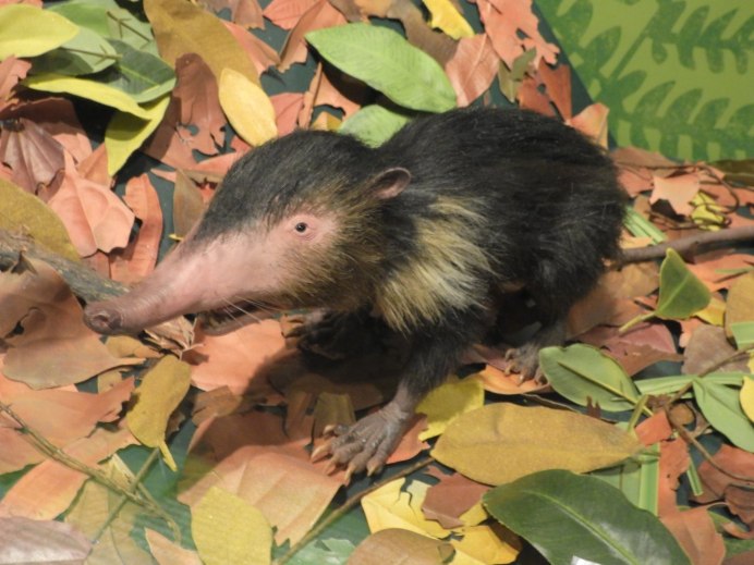 Выхухоль (Desmana moschata)