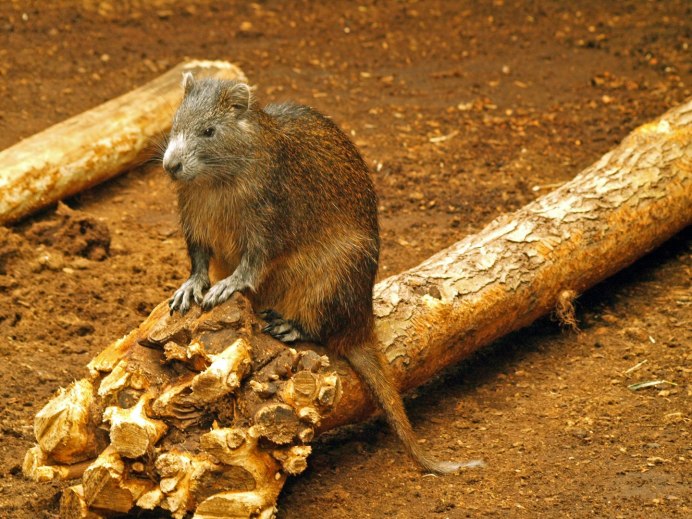 Solenodon cubanus