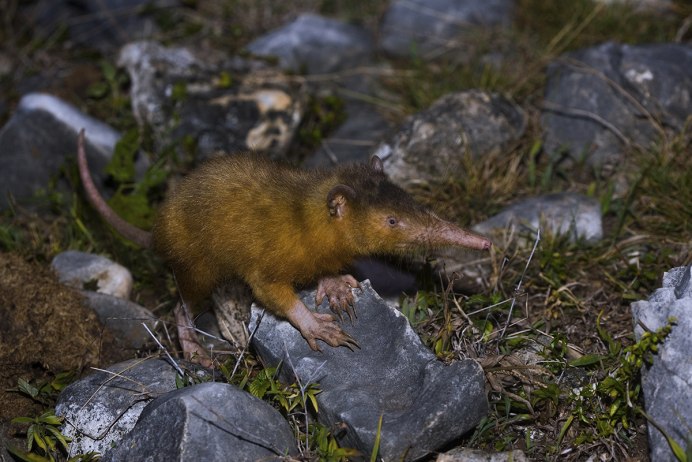 Гаитянский щелезуб (Solenodon paradoxus)