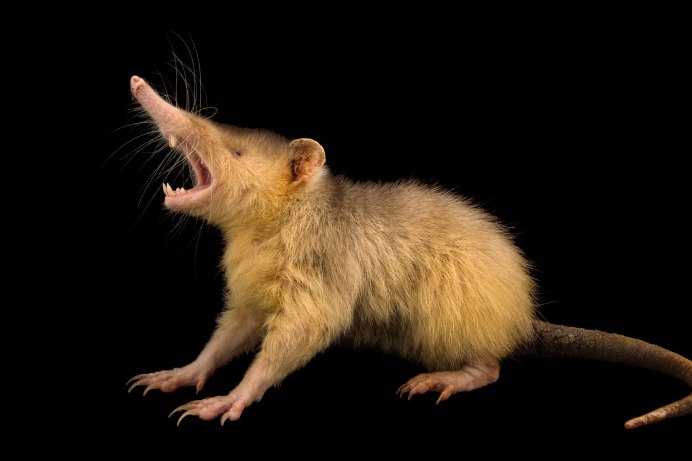Гаитянский щелезуб (Solenodon paradoxus)