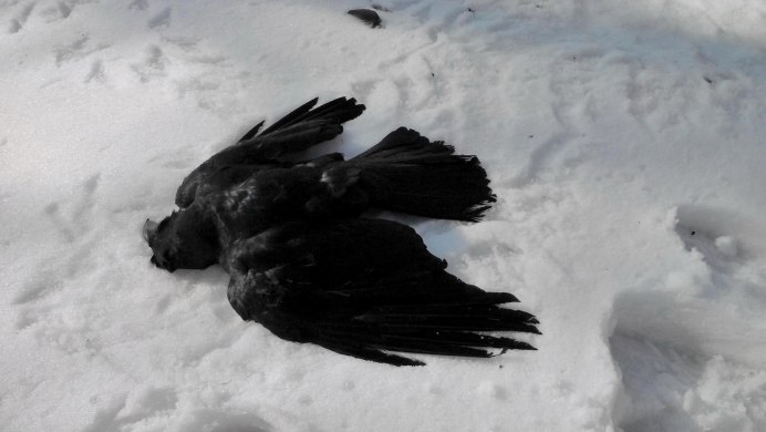 Городская серая ворона