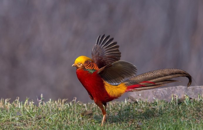 Garrulus lanceolatus гималайская Сойка