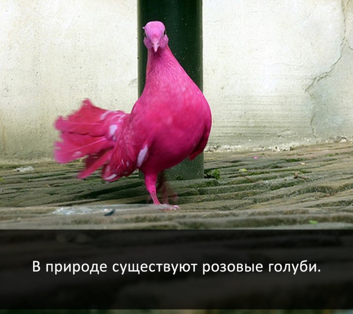 Реюньонский розовый голубь