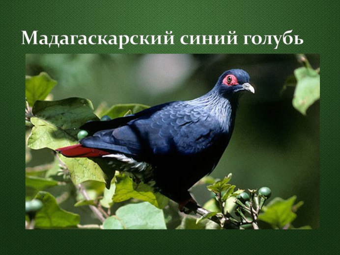 Alectroenas madagascariensis