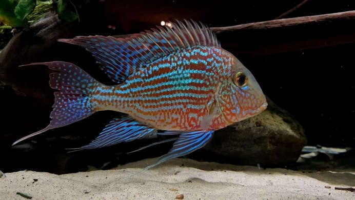 Geophagus argyrostictus