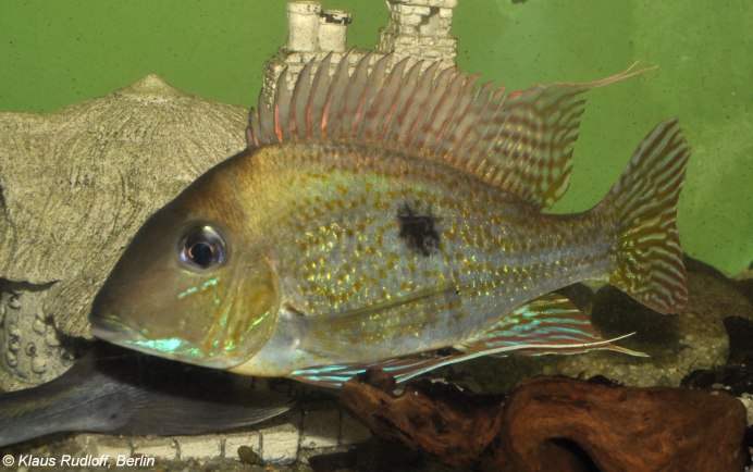 Geophagus winemilleri