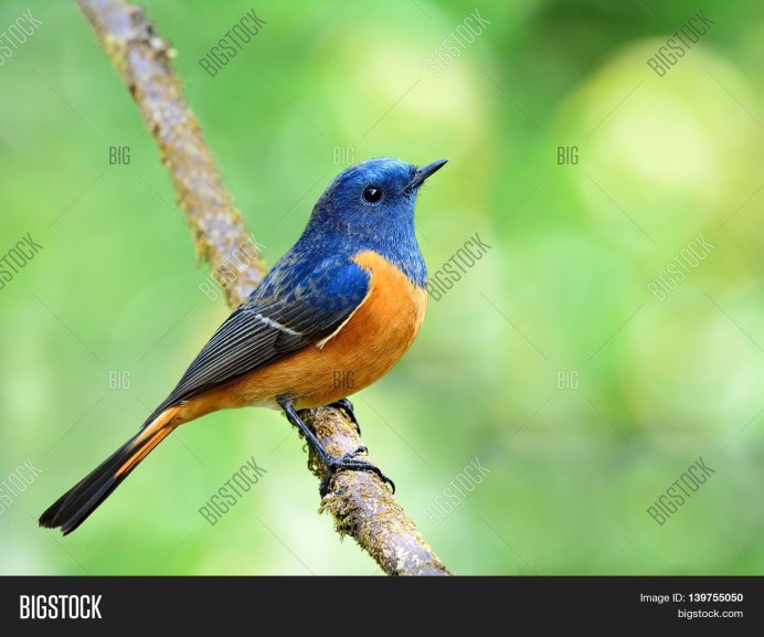 Blue Bluebird