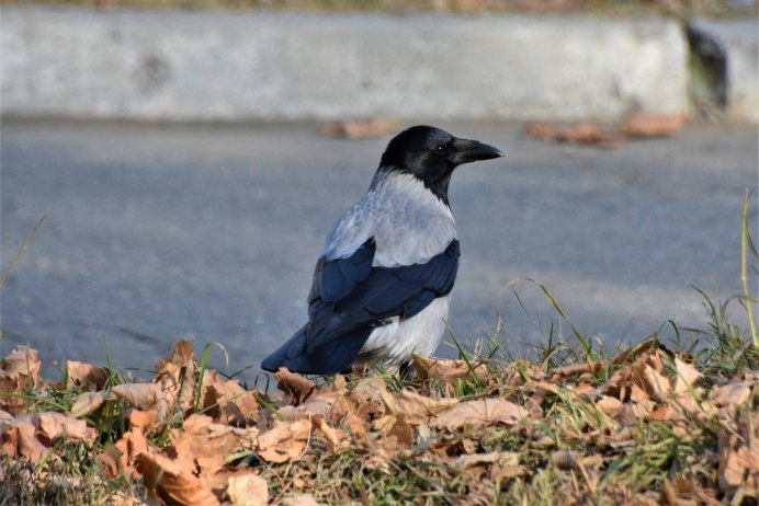 Карга серая(Corvus cornix)