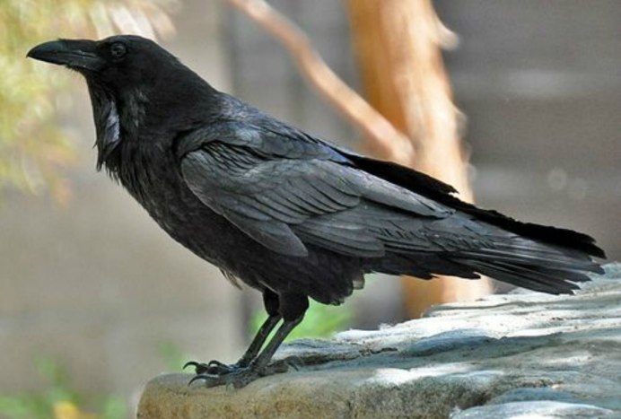 Галка обыкновенная ‒ Corvus monedula