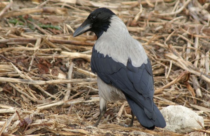 Западная Галка Corvus monedula
