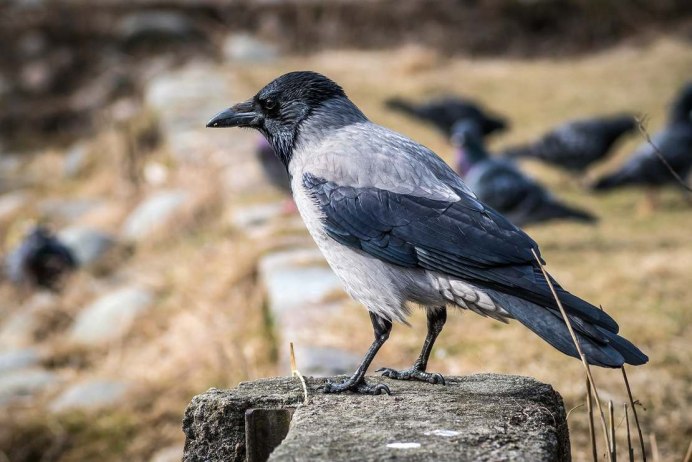 Се́рая воро́на Corvus cornix