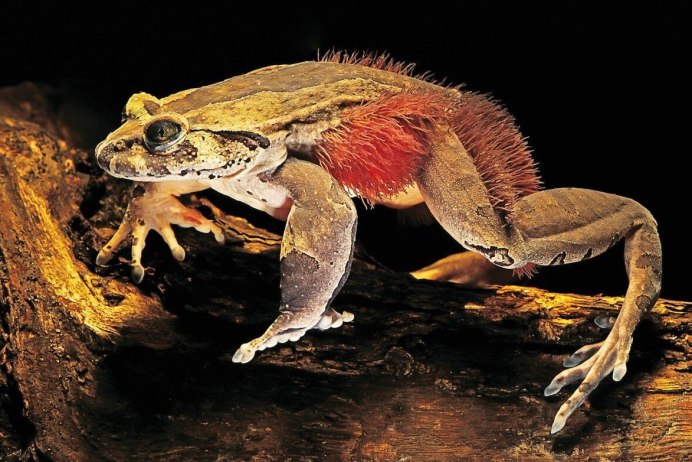 Лягушка breviceps fuscus