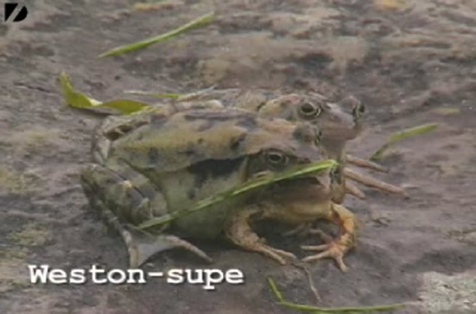 Beelzebufo Ampinga или Дьявольская лягушка